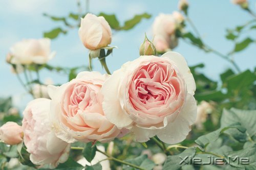�Ҹ������Ǵ����ﶬ����Ȼ���� (3)