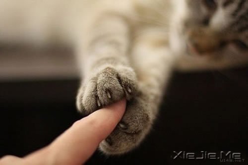 ���������Ҫ��Ϊ�ѹ���������ɢ������ (11)