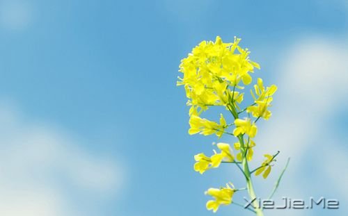 九尾猫的故事