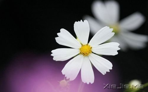 只要自己努力就好 (1)
